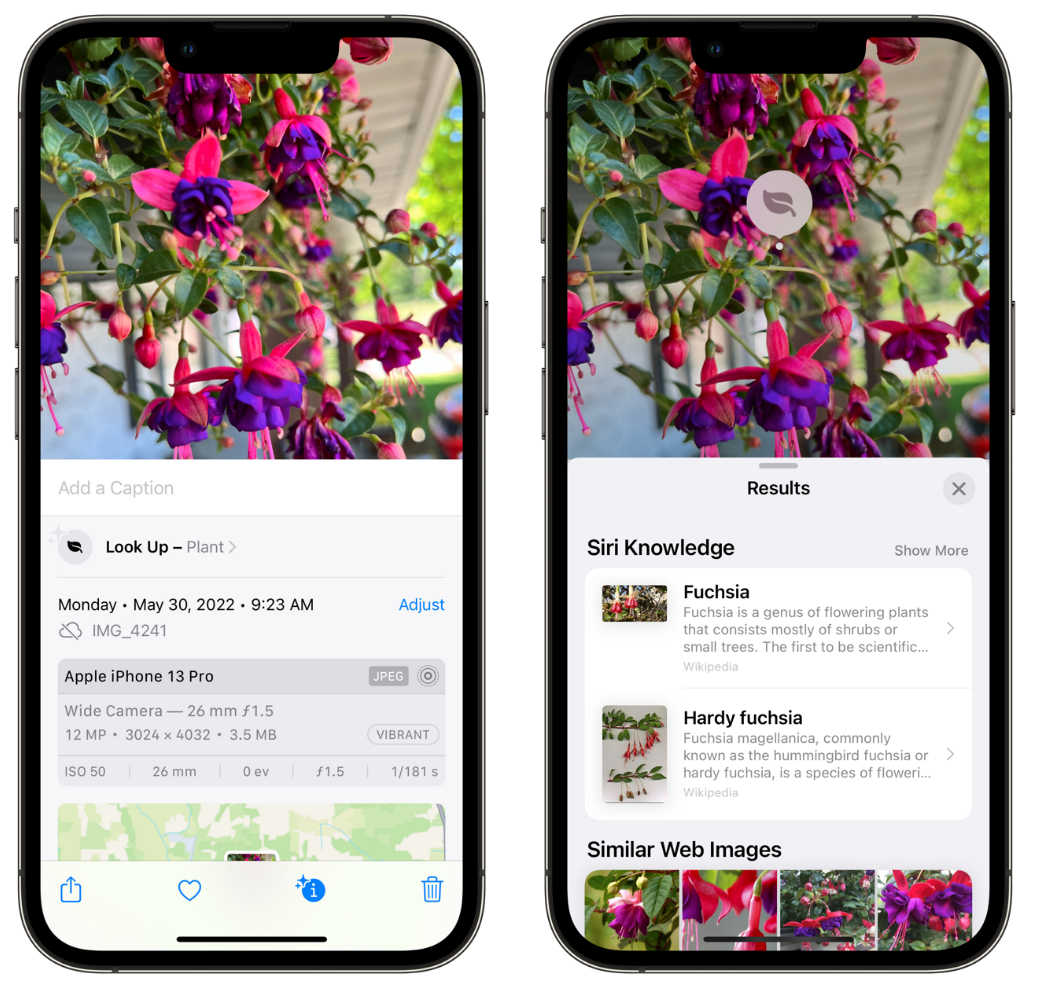 白城苹果手机维修分享小技巧：使用 iPhone 相机识别花卉植物 